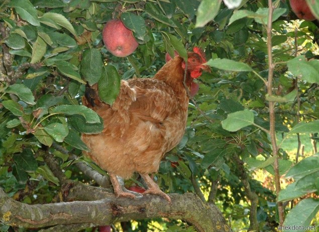Το κοτόγατο 