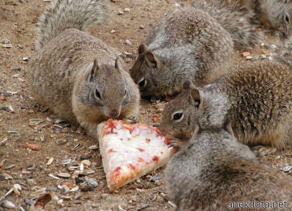 Πίτσα πίτσα πίτσα! 