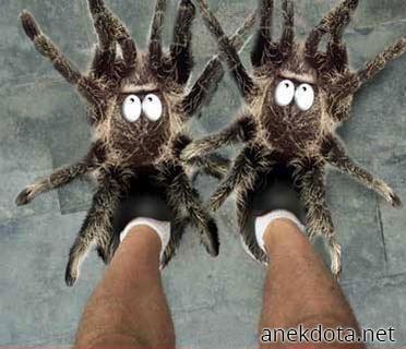 Αραχνοπαντούφλες 