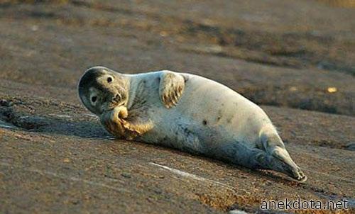 Γειά σου κούκλα 