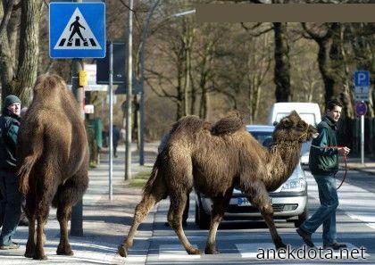 Πάμε απέναντι καμήλα μου 