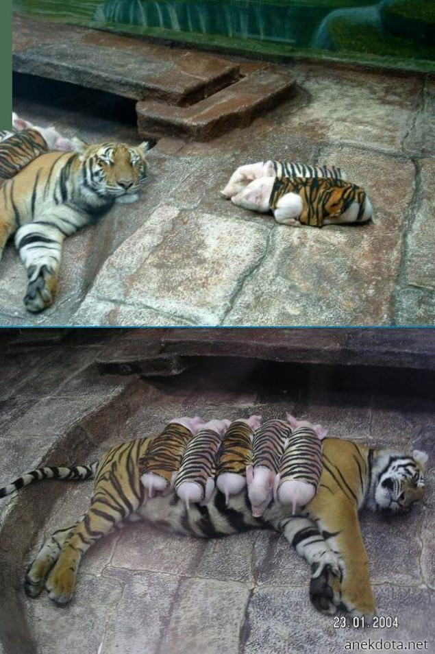 Δεν έχει υποψιαστεί τίποτα 