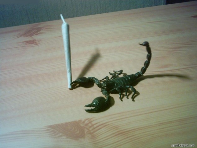 Ο σκορπιός το έσκασε 