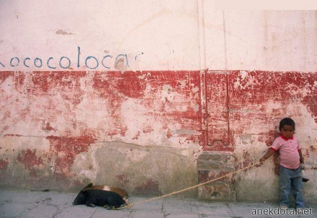 Γιαυτό ήθελα σκυλάκι 