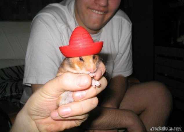 Mexihamster 