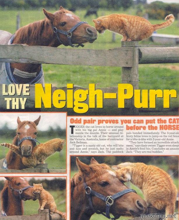 Neigh-purr 