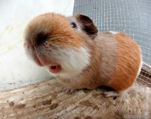 Τρελή φάτσα 