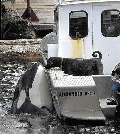 Ο σκύλος και η όρκα 