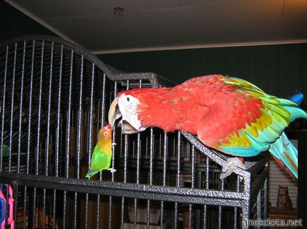 Παπαγαλοπατέρας και υιός 