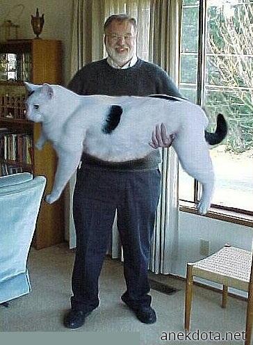 Σούπερ χοντρόγατα 