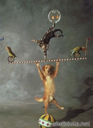 Το τσίρκο των ζώων 