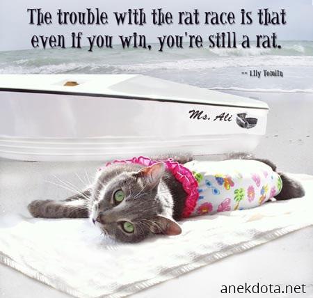 Rat problems 