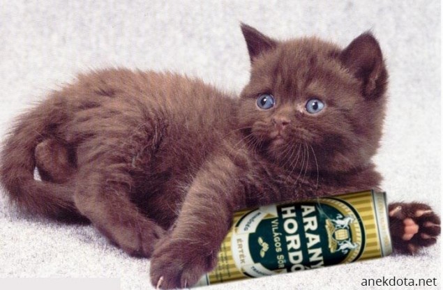 Μπυρόγατος 