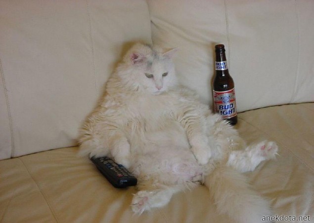 Γάτος αραχτός και καναπεδόβιος 