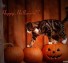 Pumpkin cat