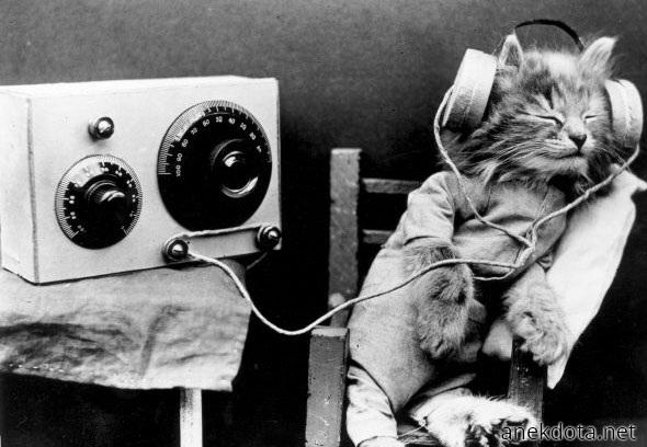 Και η γάτες λατρεύουν τη μουσική 