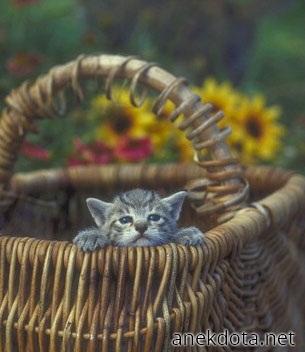 Sad cat in the basket 