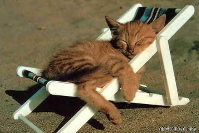 Γατοξαπλώστρα 