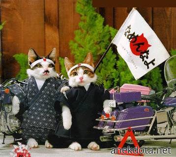 Japanese cats 