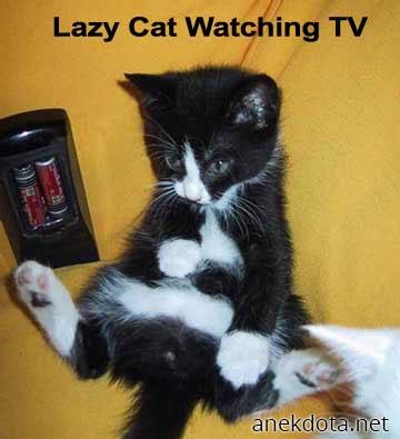 Τεμπέλα γάτα 