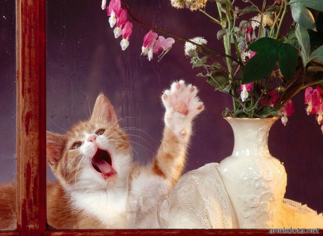 Θέλω λελούδιαααααα! 