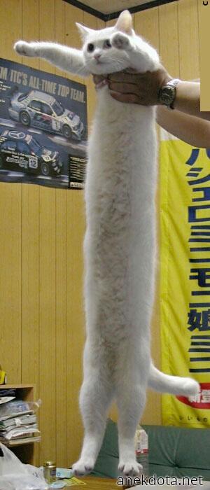 Μακρυά γάτα 