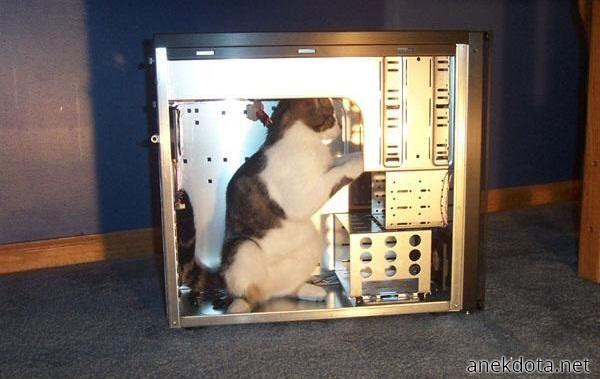 Γάτα ηλεκτρολόγος 