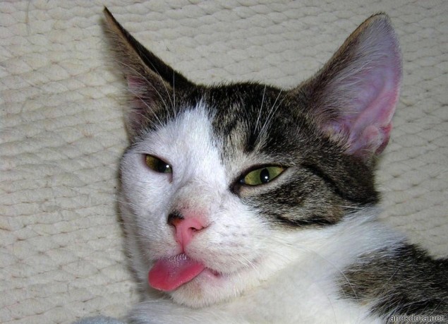 Πονηρόφατσα 