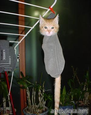 Γάτα κάλτσα 