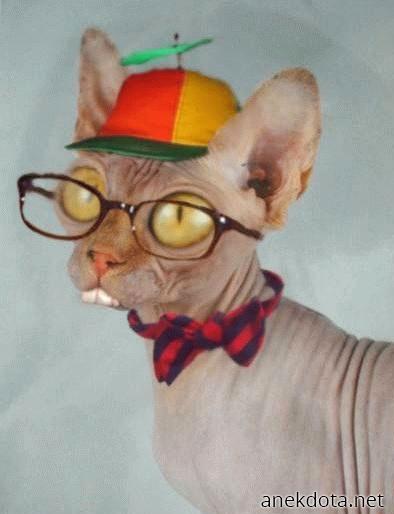 Γατοπρόσκοπος 