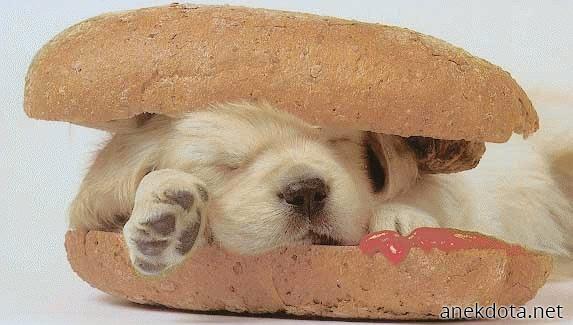 Hamdoger 