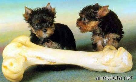 Μικρότερα από το γεύμα τους 