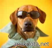 Στυλάτο γουφ 