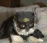 Batdog