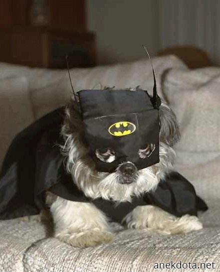 Batdog 