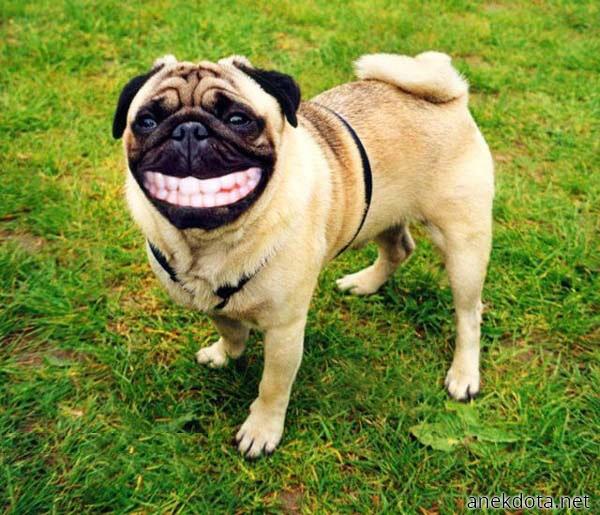 Σκυλομασέλες 