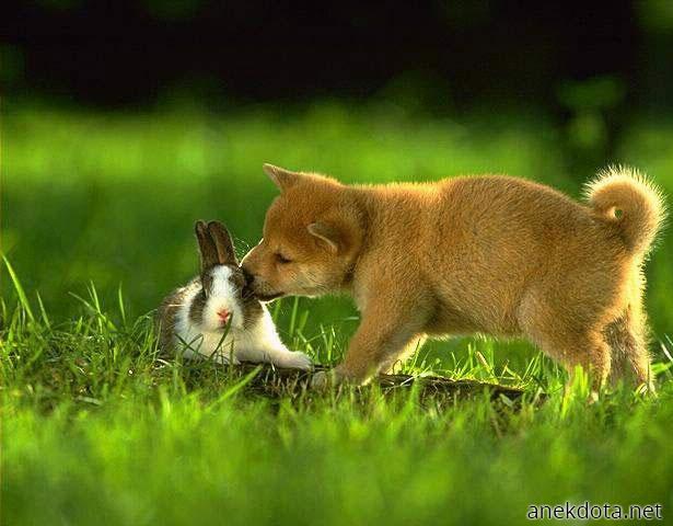 Φιλάκι στο λαγουδάκι 