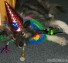 Party dog