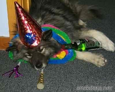 Party dog 