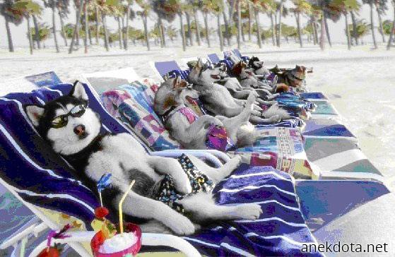 Χάσκει το χάσκυ 