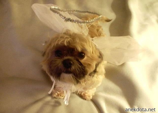 Κουταβάκι αγγελάκι 