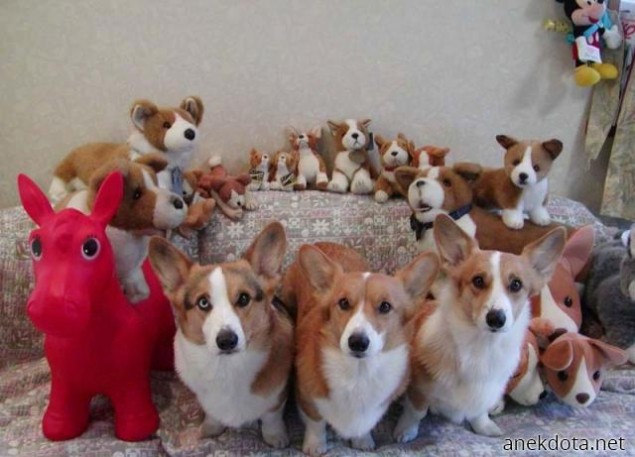 Συλλογή ολόκληρη 