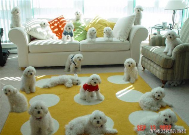 Η επέλαση του λευκού 