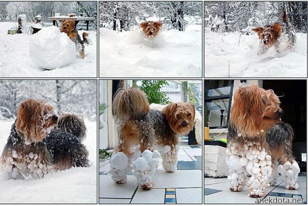 Snow dog 
