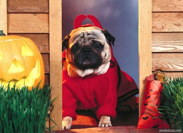 Dog halloween 