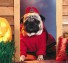 Dog halloween