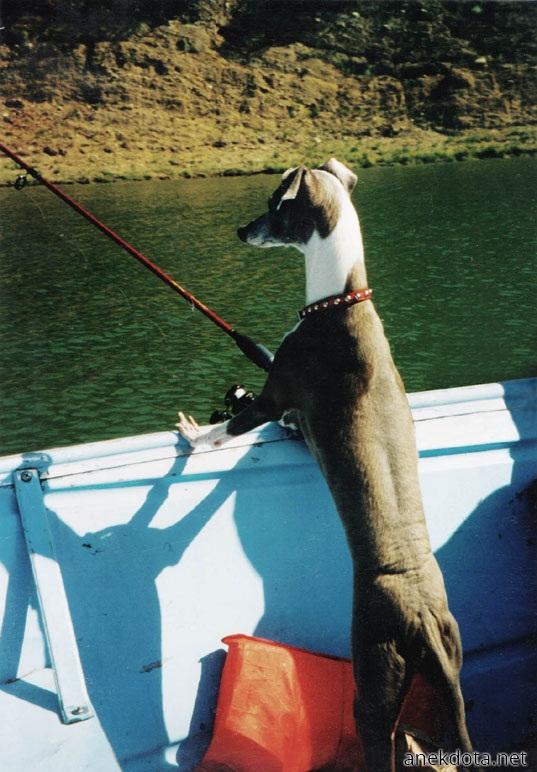 Σκύλος ψαράς 