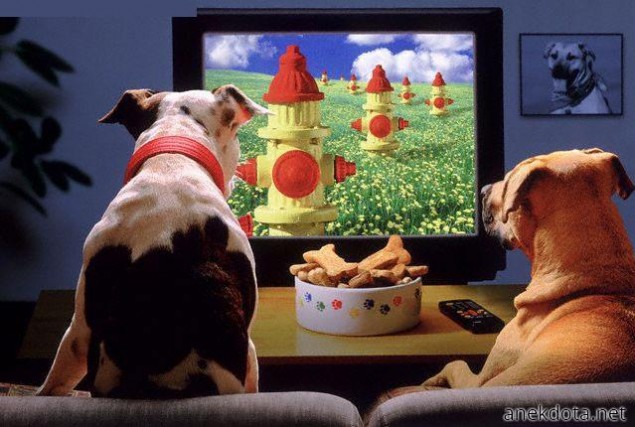Dog tv 