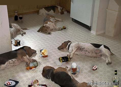 Σκυλοπάρτι 