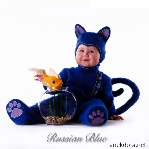 Russian blue 